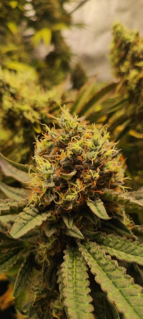 Godness Flower. Week 15