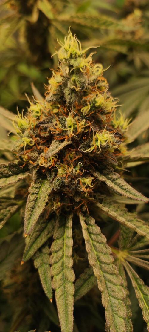 Godness Flower. Week 15