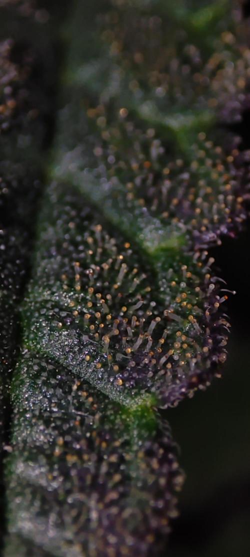 Godness Flower. Week 15