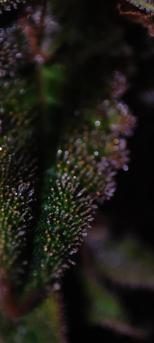 Godness Flower. Week 15