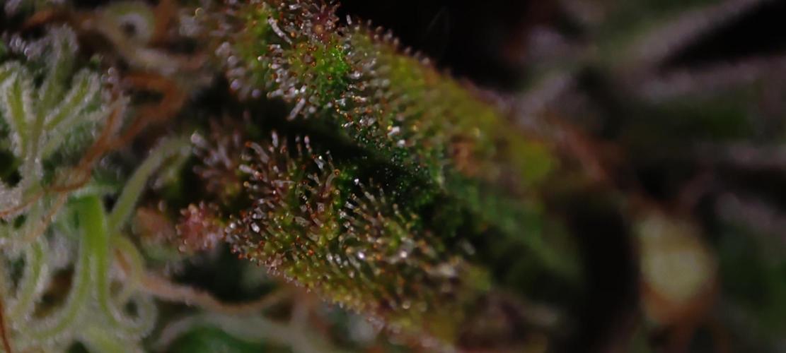 Godness Flower. Week 15