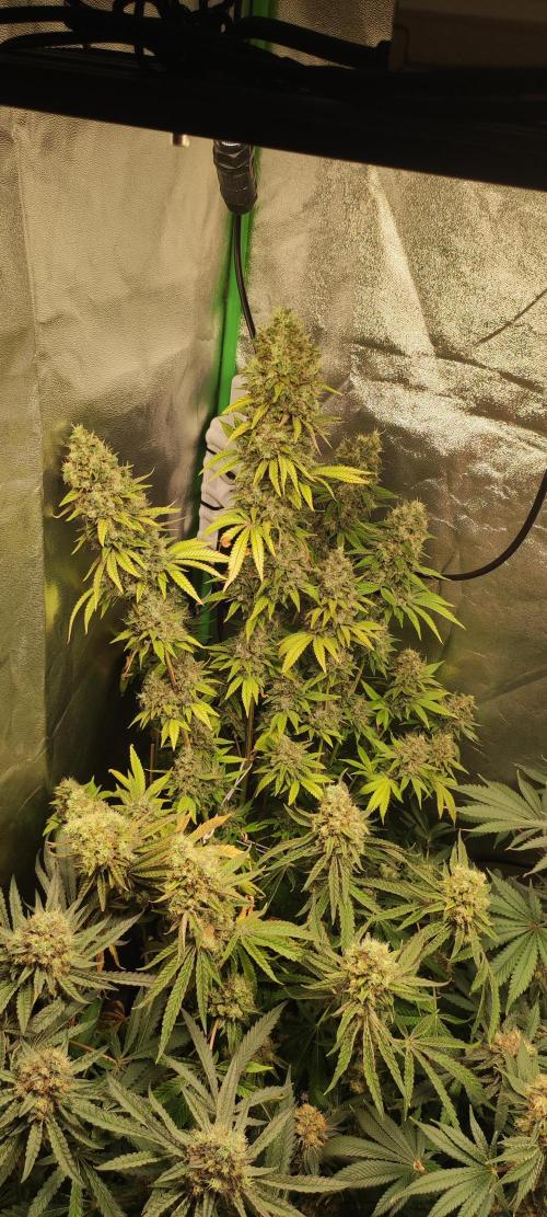 Lambeijax #2. Week 15