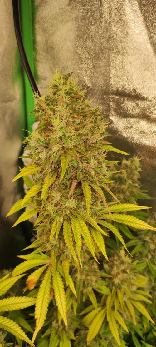 Lambeijax #2. Week 15