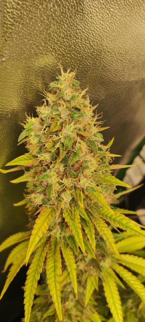 Lambeijax #2. Week 15