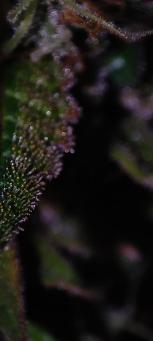 Lambeijax #2. Week 15