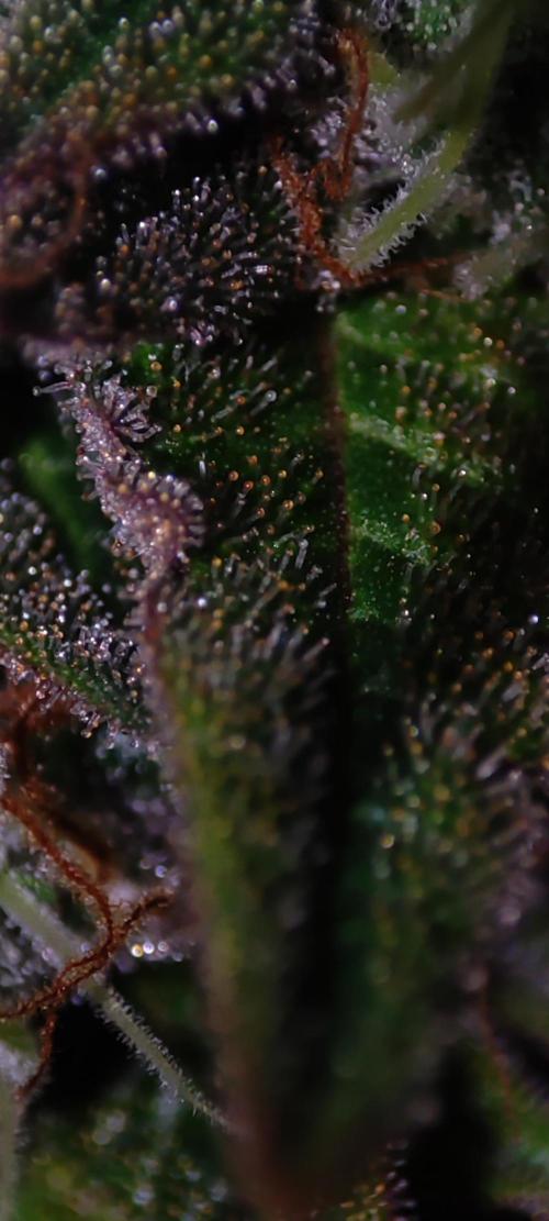 Lambeijax #2. Week 15