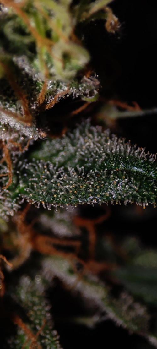 Lambeijax #2. Week 15