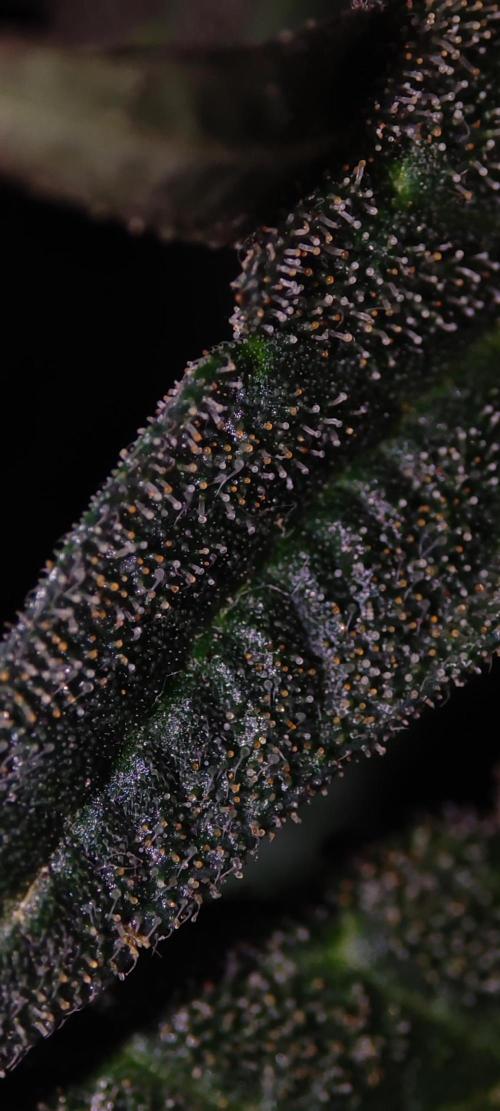 Lambeijax #2. Week 15