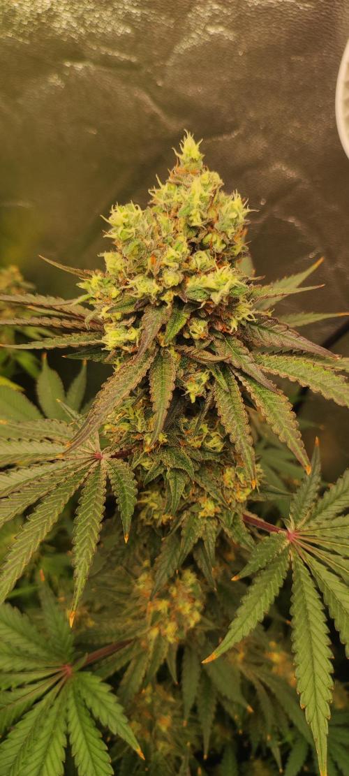 Godness Flower #2. Week 15