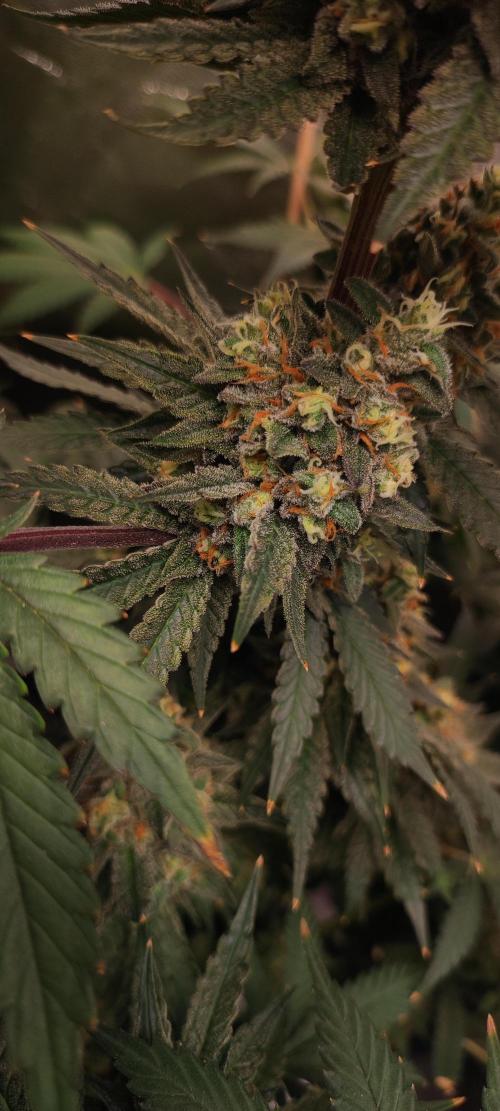 Godness Flower #2. Week 15