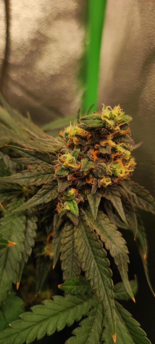 Godness Flower #2. Week 15