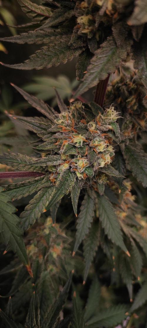 Godness Flower #2. Week 15