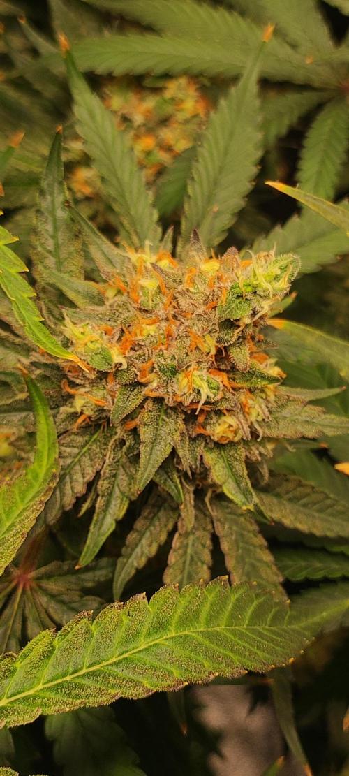 Godness Flower #2. Week 15