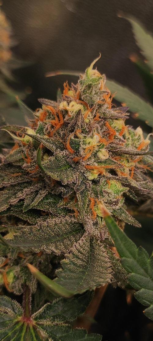 Godness Flower #2. Week 15