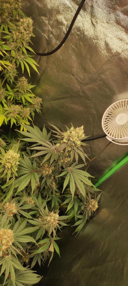 Godness Flower #2. Week 15