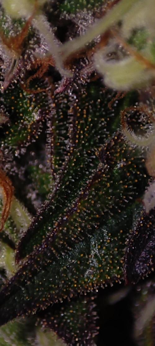 Godness Flower #2. Week 15