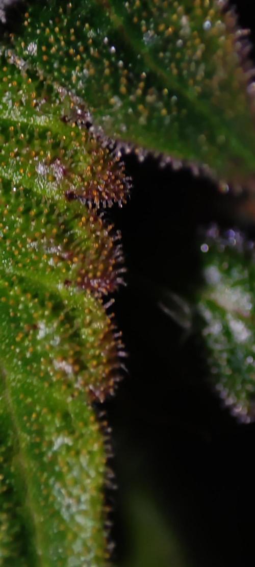 Godness Flower #2. Week 15