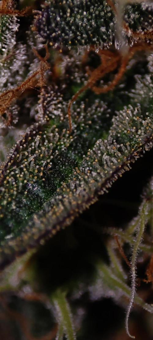 Godness Flower #2. Week 15