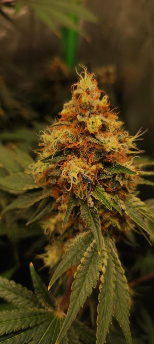 Colombian Gold. Week 15