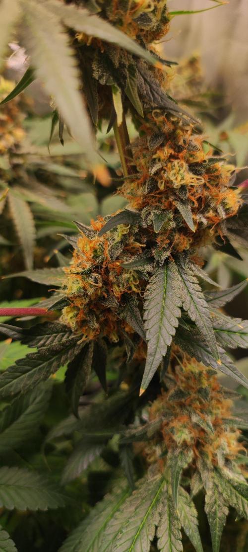 Colombian Gold. Week 15