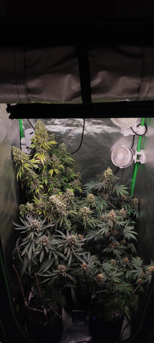 Colombian Gold. Week 15