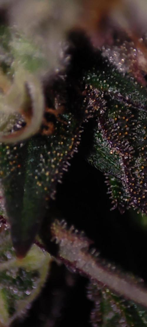 Colombian Gold. Week 15