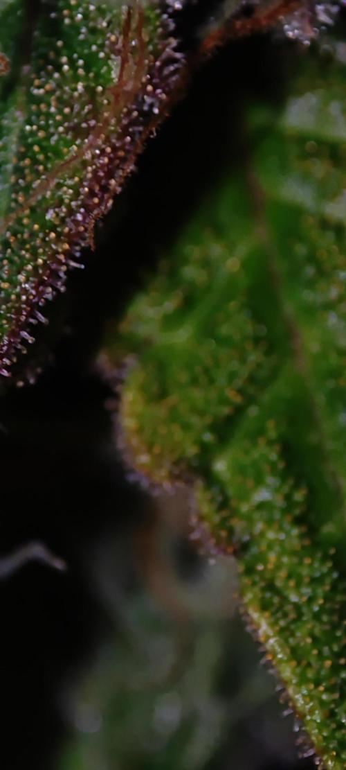 Colombian Gold. Week 15