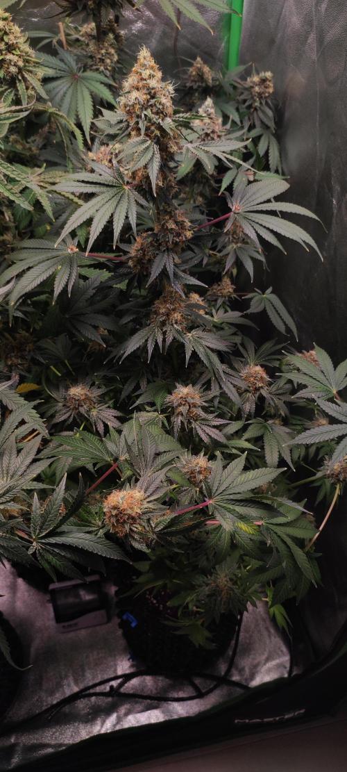 Colombian Gold. Week 15