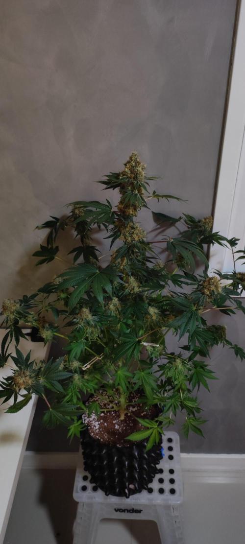 Colombian Gold. Week 16