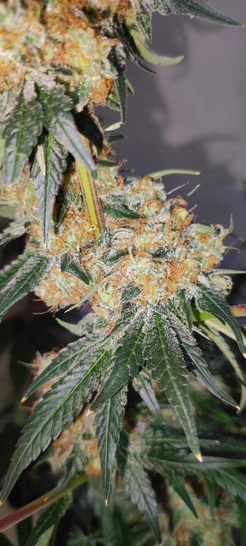 Colombian Gold. Week 16