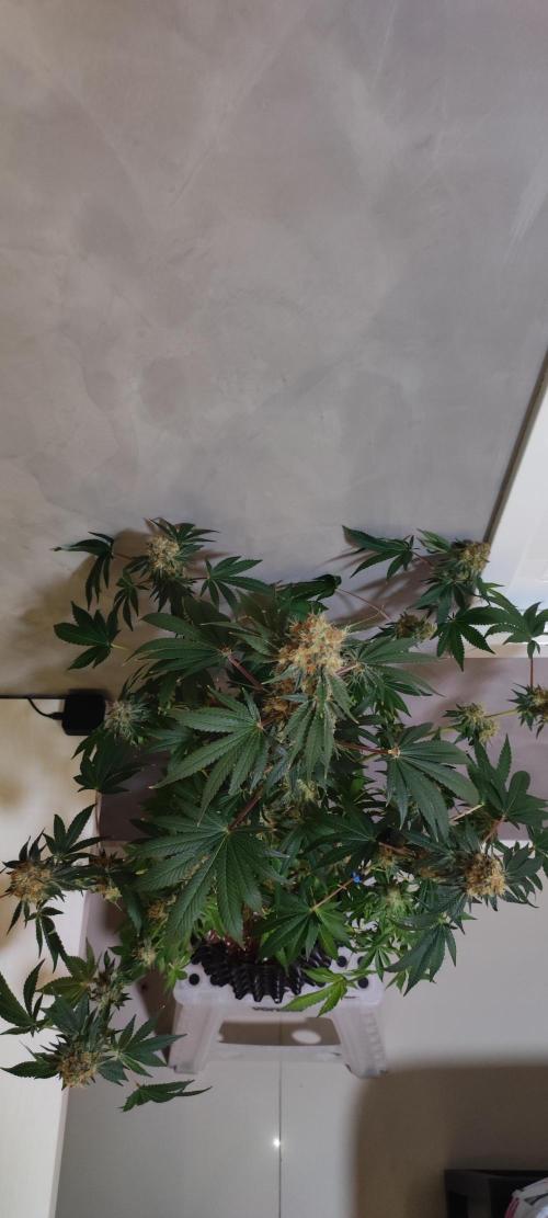 Colombian Gold. Week 16