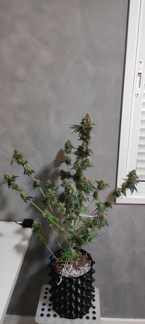 Colombian Gold. Week 16