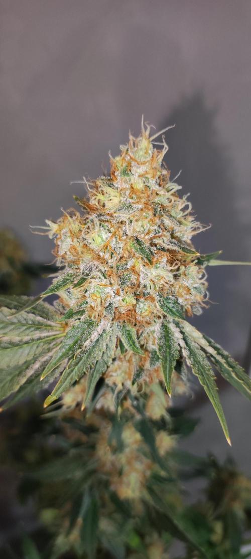 Colombian Gold. Week 16