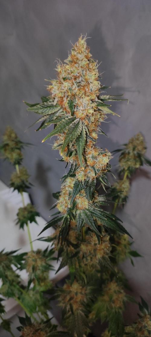 Colombian Gold. Week 16