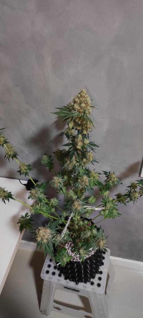 Colombian Gold. Week 16