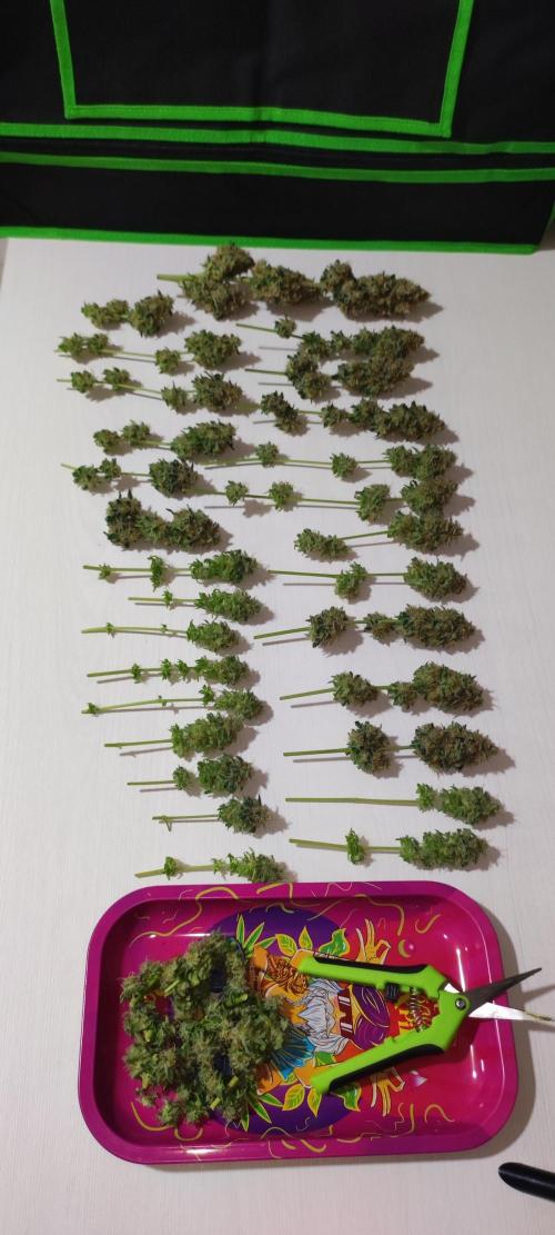 Colombian Gold. Week 16