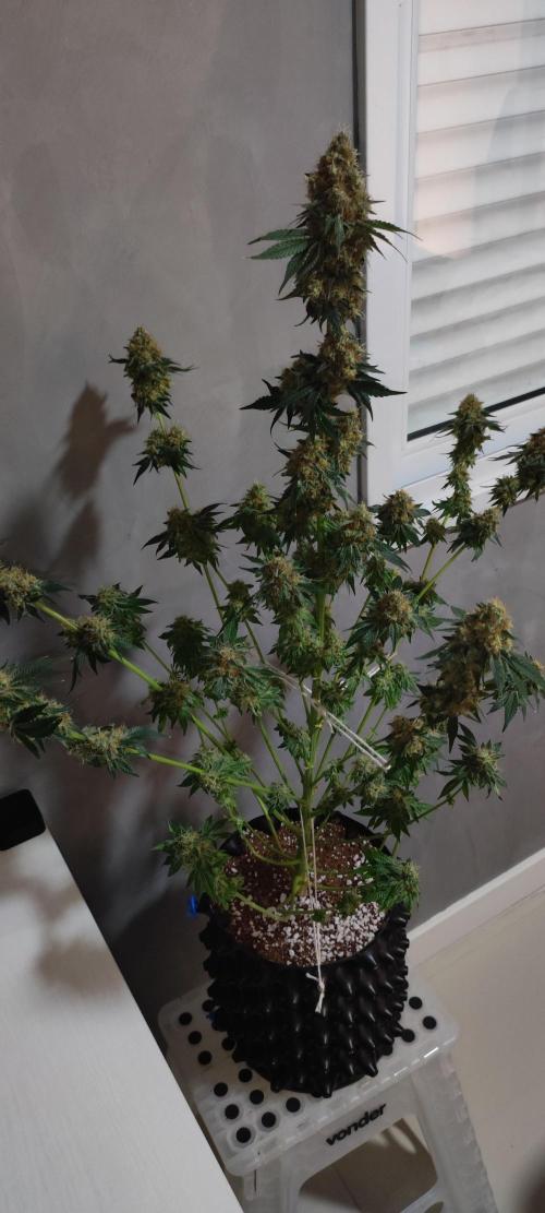 Colombian Gold. Week 16