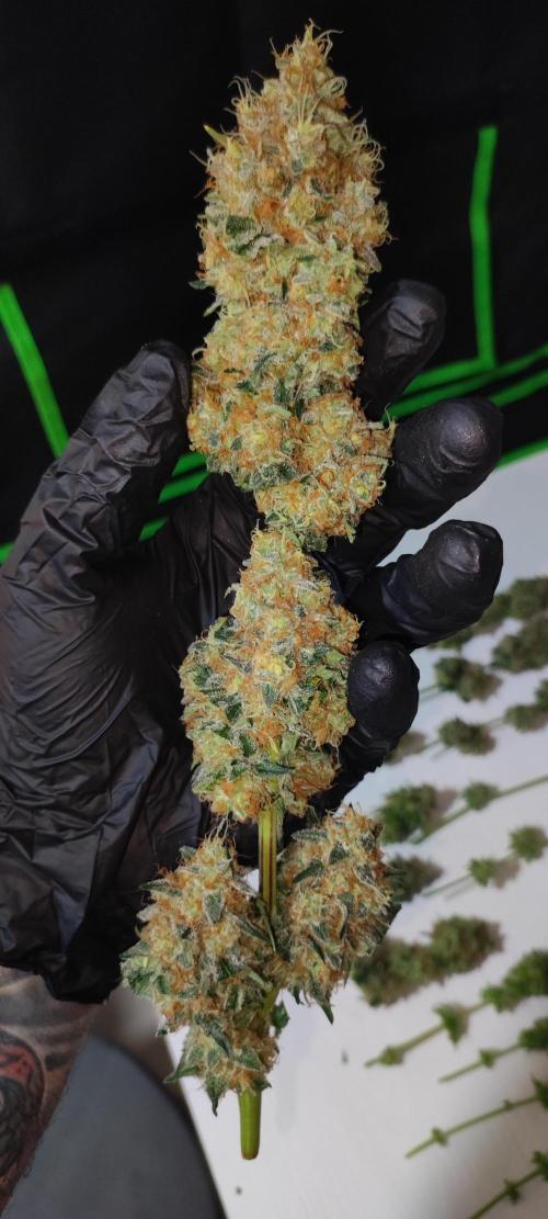 Colombian Gold. Week 16