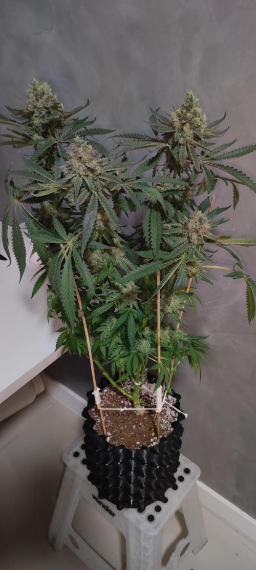 Godness Flower. Week 16