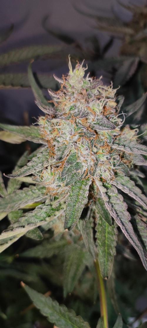 Godness Flower. Week 16