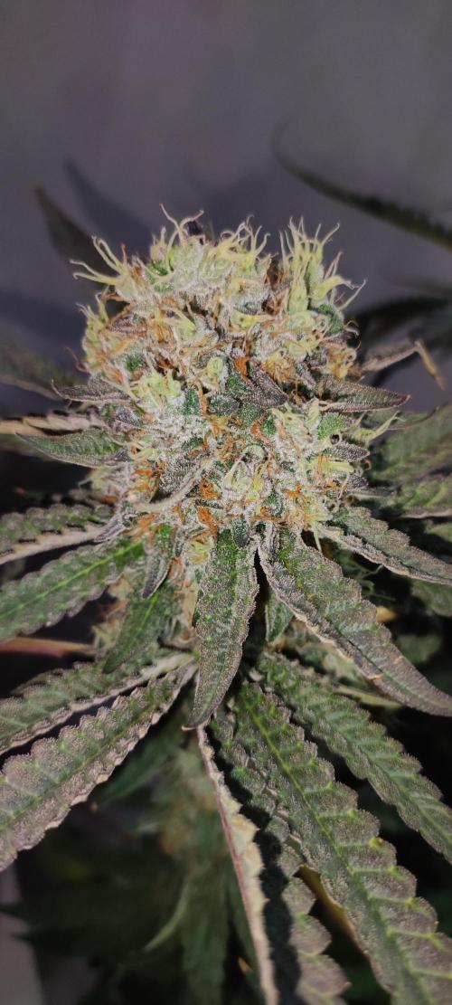 Godness Flower. Week 16