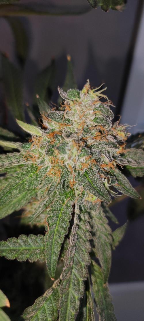 Godness Flower. Week 16