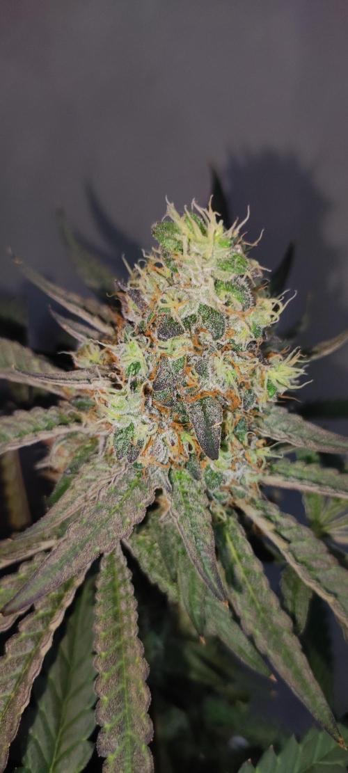 Godness Flower. Week 16