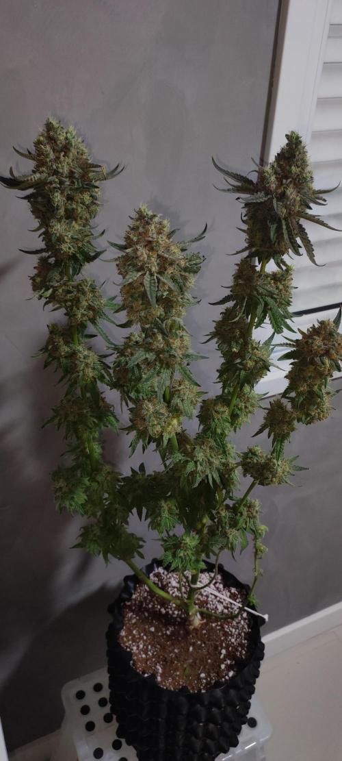 Godness Flower. Week 16