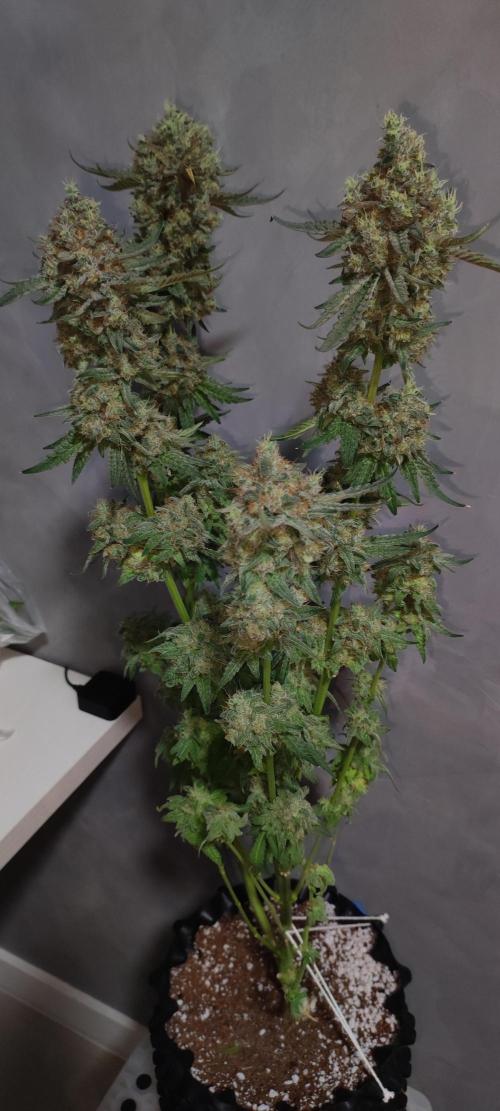 Godness Flower. Week 16