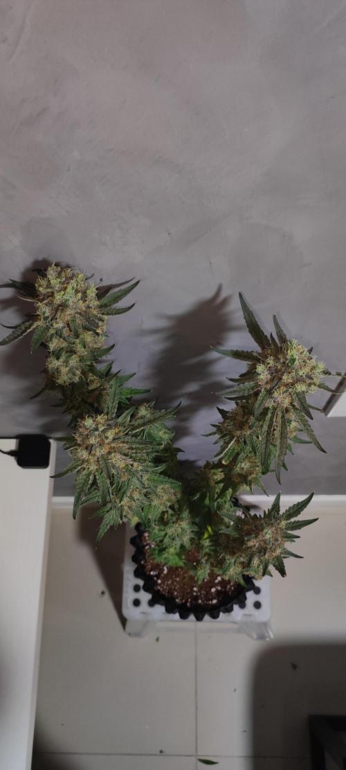 Godness Flower. Week 16