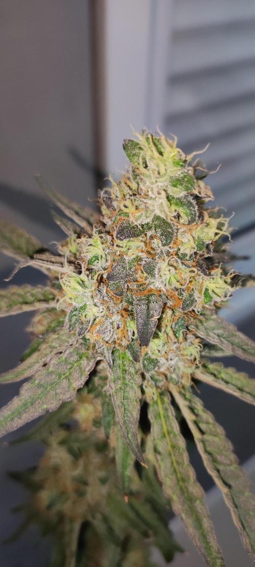 Godness Flower. Week 16
