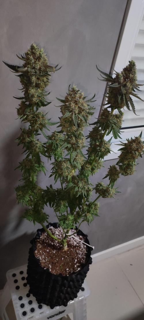 Godness Flower. Week 16
