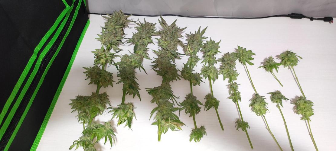 Godness Flower. Week 16