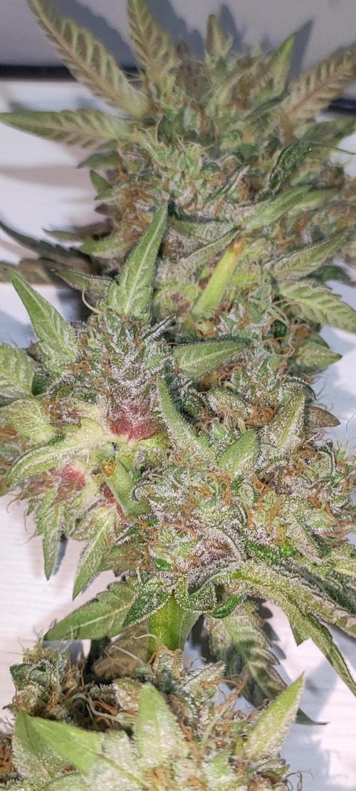 Godness Flower. Week 16